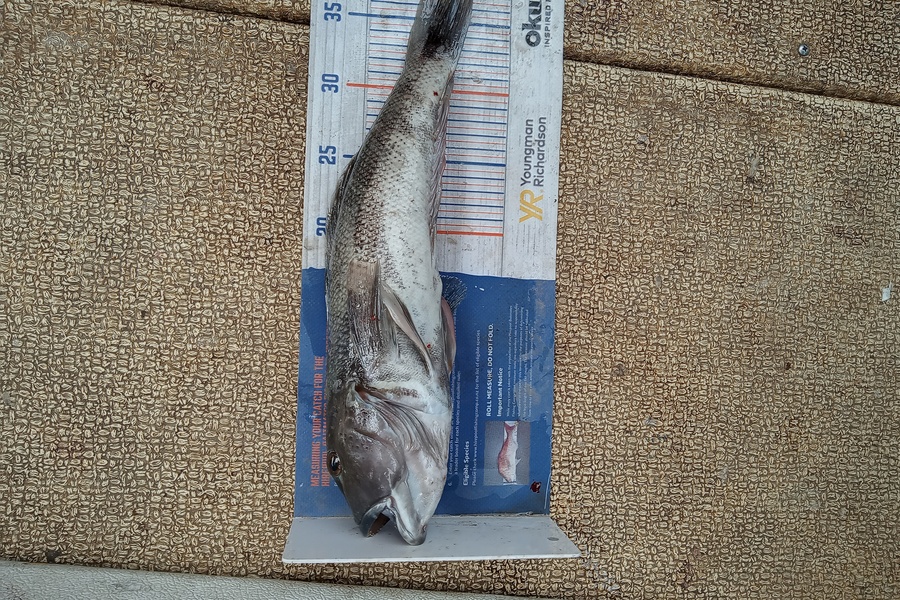 Mike Ashton caught this 37.5cm Blue Cod at Otago harbour during The Export NZ Fishing Competition