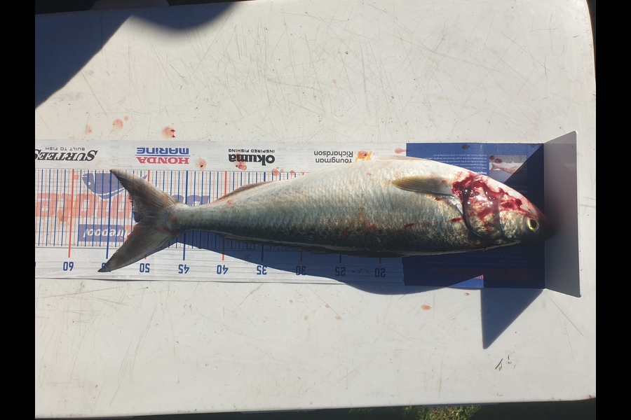 Melissa Jones caught this 51.5cm Kahawai at Mokau during The Export NZ Fishing Competition