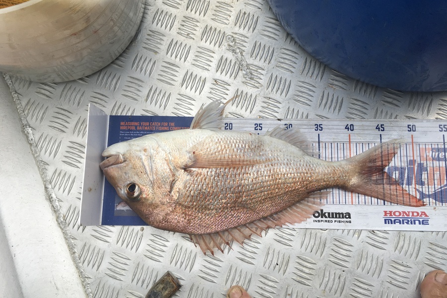 Tony Dodson caught this 45.0cm Snapper at Omaio  during The Export NZ Fishing Competition