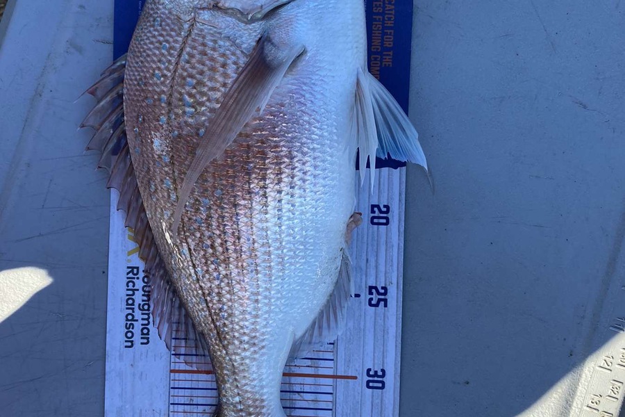 Adam Kenning caught this 38.0cm Snapper at Kapiti during The Export NZ Fishing Competition