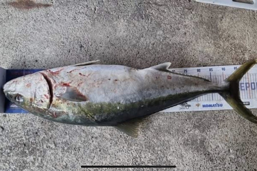 Josh Bolton caught this 95.0cm Kingfish at Wellington during The Export NZ Fishing Competition