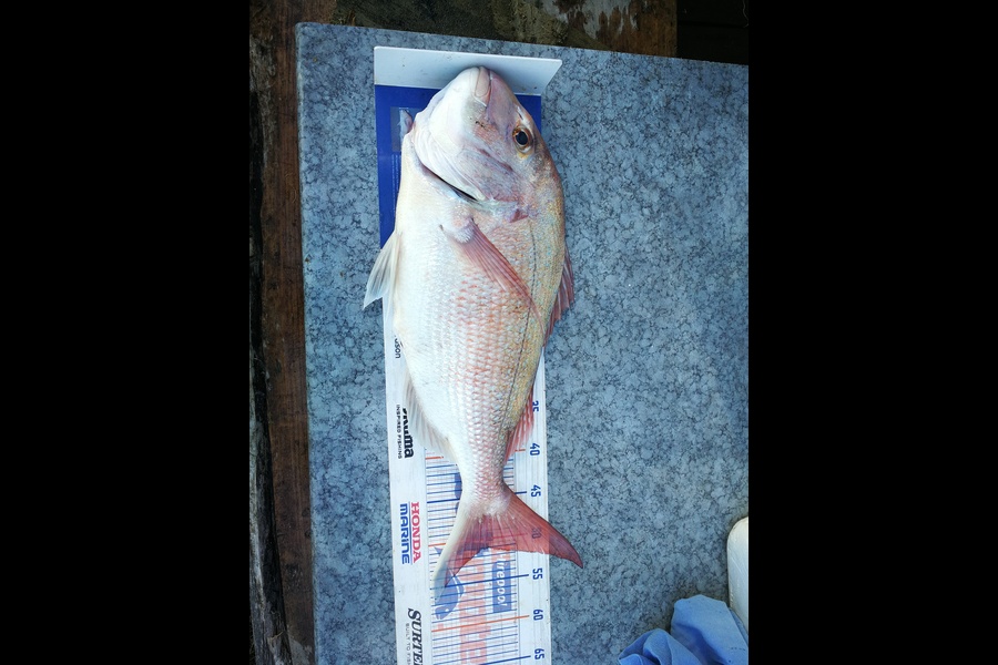 Jonathan  Murrow  caught this 51.0cm Snapper at Wanganui during The Export NZ Fishing Competition