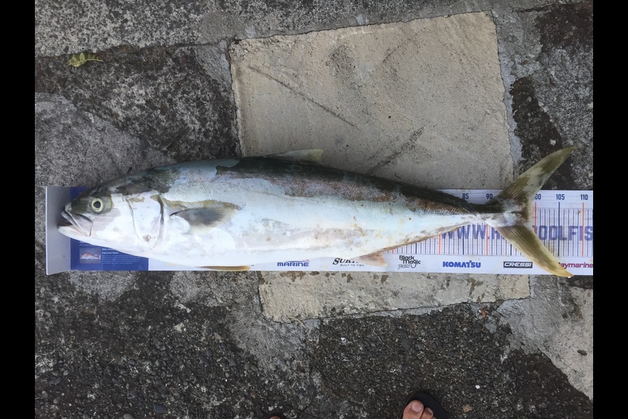 Nic Meyer caught this 99.5cm Kingfish at Whakatane  during The Export NZ Fishing Competition