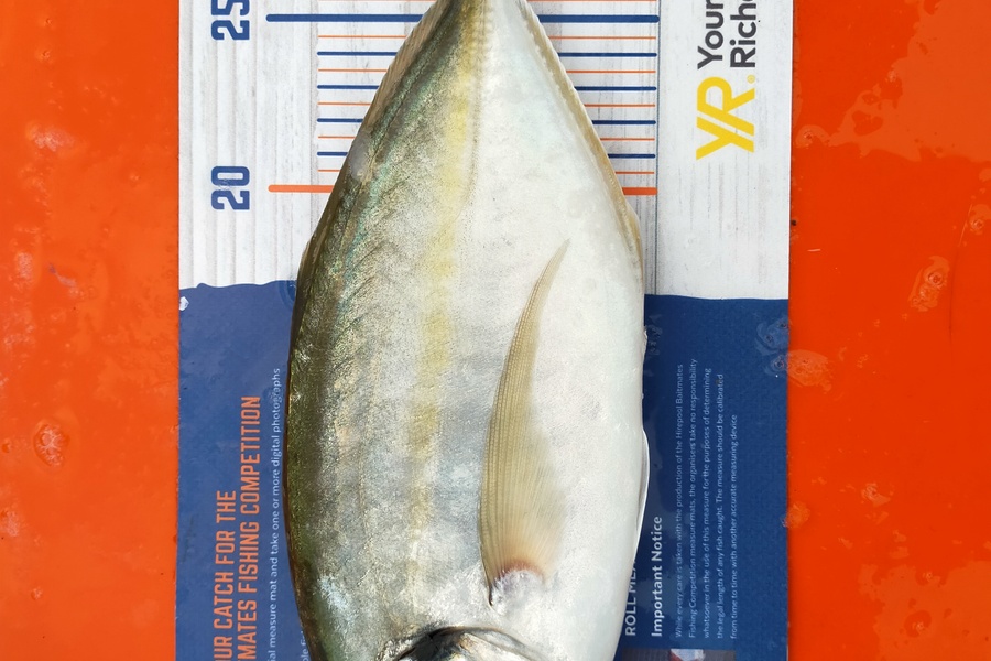 Wayne Farrow caught this 30.0cm Trevally at Whakatane during The Export NZ Fishing Competition
