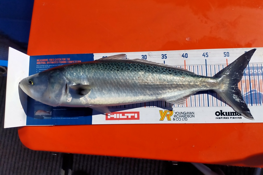 Wayne Farrow caught this 52.0cm Kahawai at Whakatane during The Export NZ Fishing Competition