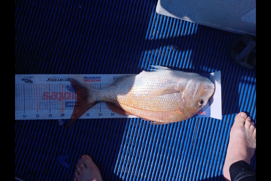 Brendon Iremonger caught this 54.0cm Snapper at Patea during The Export NZ Fishing Competition