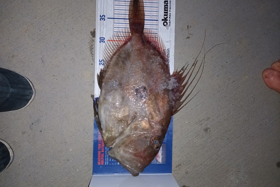 Samuel Baker caught this 40.5cm John Dory at Whangarei harbour during The Export NZ Fishing Competition