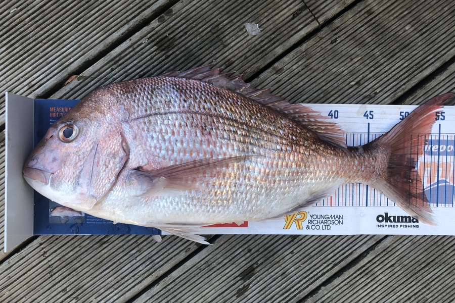 Andrew Froome caught this 51.5cm Snapper at Port Taranaki  during The Export NZ Fishing Competition