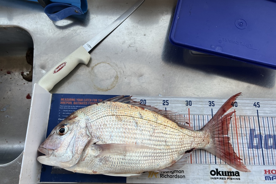 James Brad caught this 38.0cm Snapper at Taranaki during The Export NZ Fishing Competition