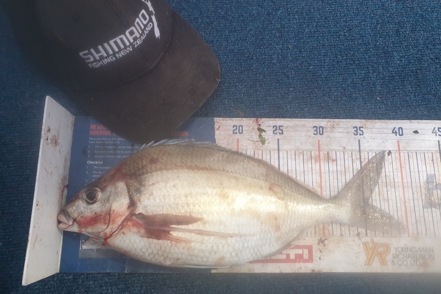 Rodney Niven caught this 35.5cm Tarakihi at Wellington  during The Export NZ Fishing Competition