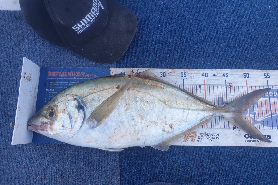Rodney Niven caught this 48.0cm Trevally at Wellington  during The Export NZ Fishing Competition