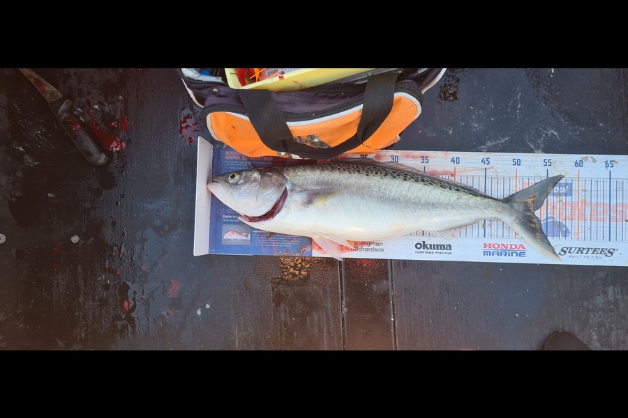 Dalkeith Matiaha caught this 53.0cm Kahawai at Man during The Export NZ Fishing Competition
