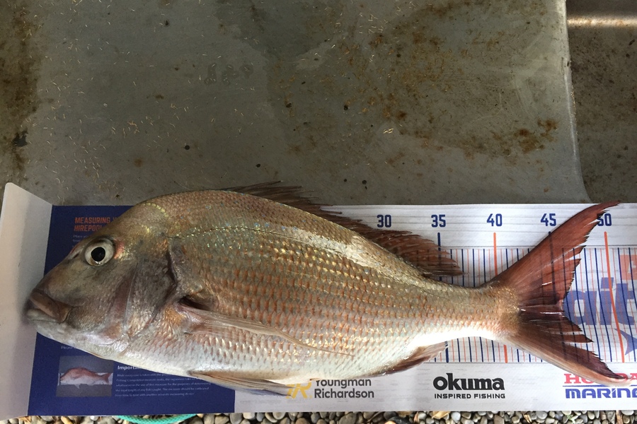 Pete Ansell caught this 45.5cm Snapper at East cape  during The Export NZ Fishing Competition