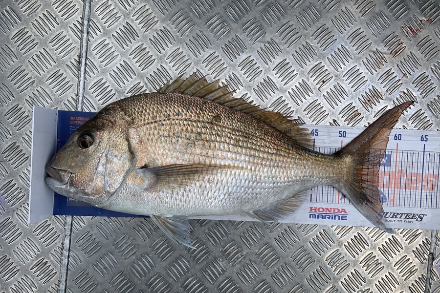 Laura Solomon caught this 57.0cm Snapper at Marlborough sounds  during The Export NZ Fishing Competition