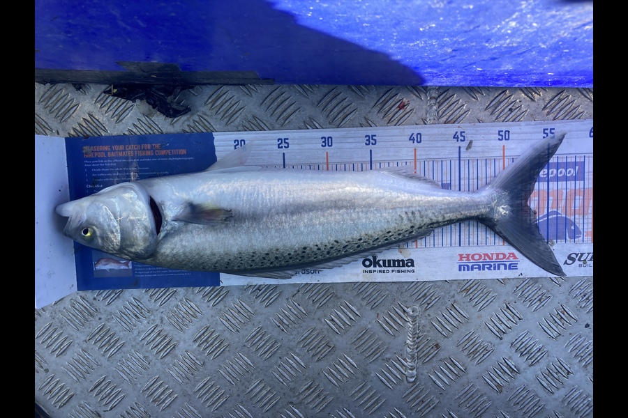 James Farley caught this 52.5cm Kahawai at Muriwai during The Export NZ Fishing Competition