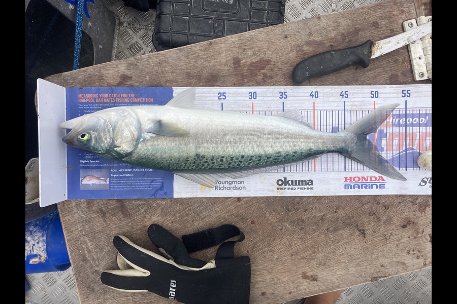 Louise Farley caught this 48.5cm Kahawai at Muriwai  during The Export NZ Fishing Competition