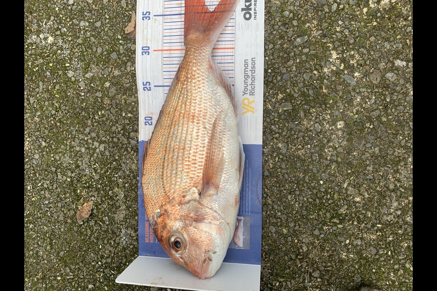 Chris Senior caught this 35.0cm Snapper at Mana during The Export NZ Fishing Competition