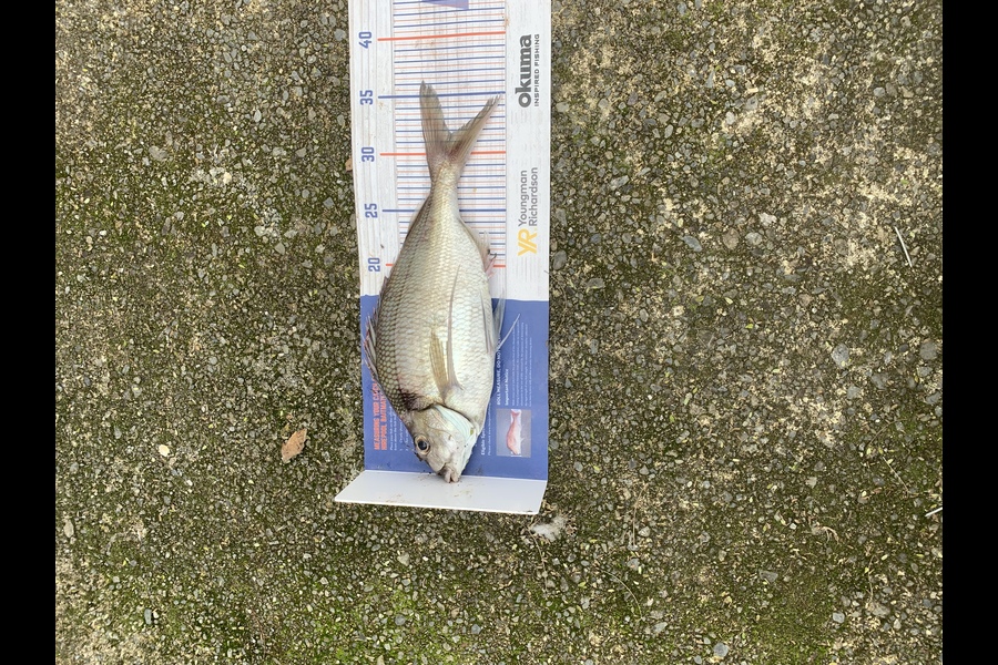 Chris Senior caught this 31.5cm Tarakihi at Mana during The Export NZ Fishing Competition