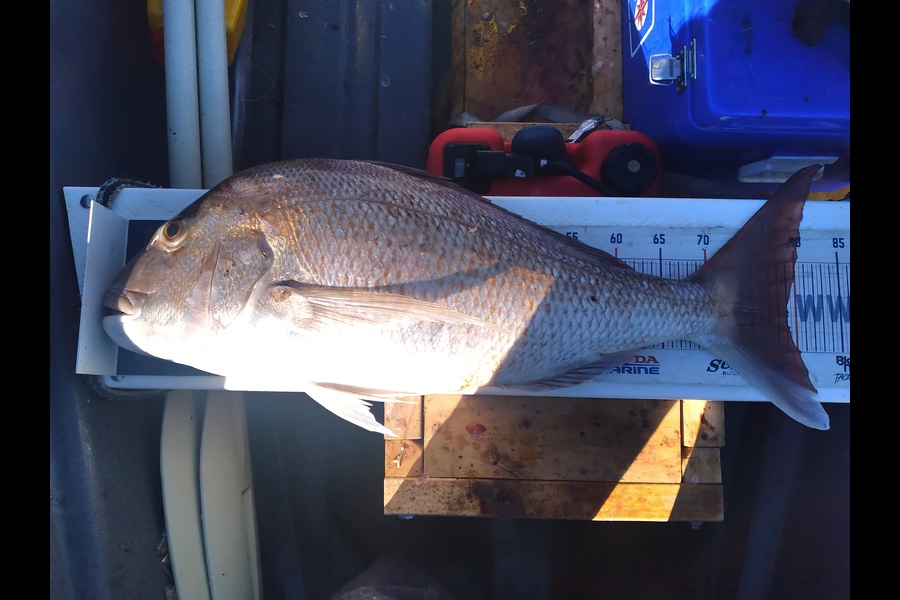 Geoff Preston caught this 79.0cm Snapper at Mokau during The Export NZ Fishing Competition