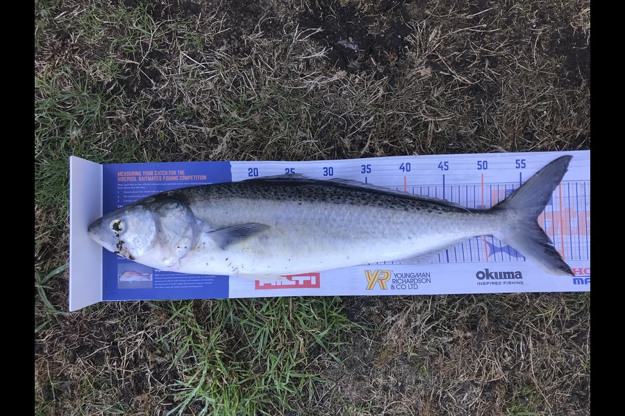 Nicholas shepherd caught this 57.0cm Kahawai at Oakura, Taranaki during The Export NZ Fishing Competition