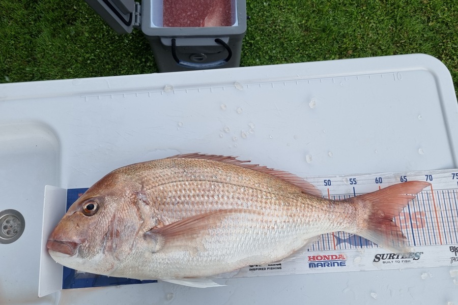 Tim Spiller caught this 61.0cm Snapper at Otaki during The Export NZ Fishing Competition