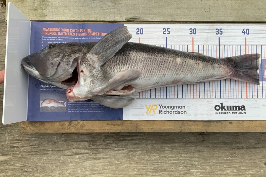 Donna Bell caught this 42.0cm Blue Cod at Stewart island during The Export NZ Fishing Competition