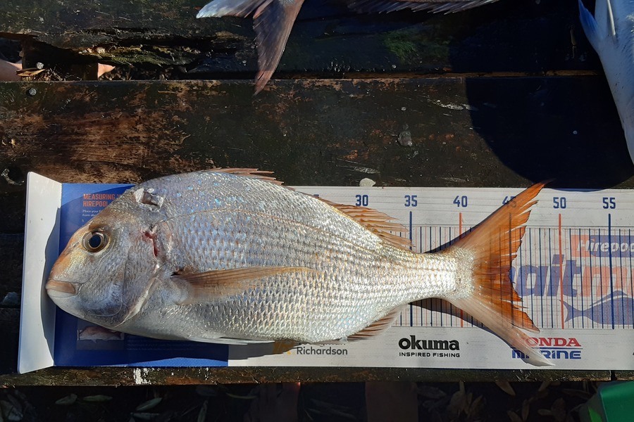 Isaac Gulliver caught this 45.0cm Snapper at Rapanui during The Export NZ Fishing Competition