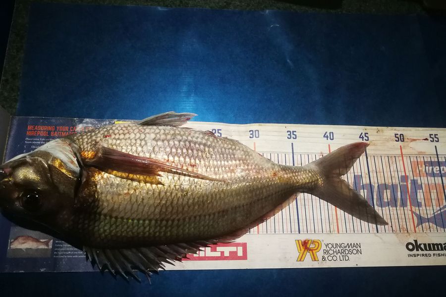 Leigh Page caught this 41.0cm Tarakihi at Wellington south coast during The Export NZ Fishing Competition