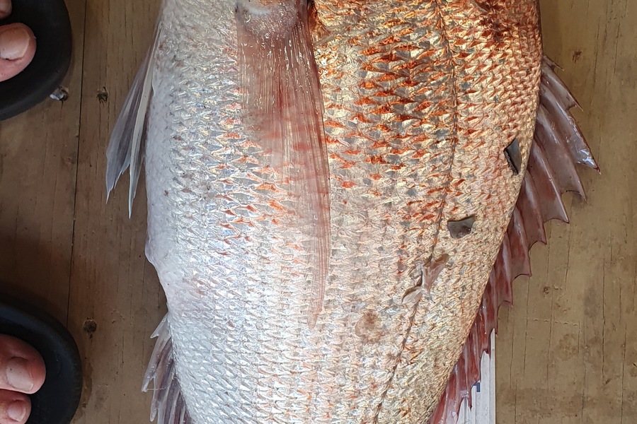 Myles Carson caught this 55.5cm Snapper at Kapiti  during The Export NZ Fishing Competition