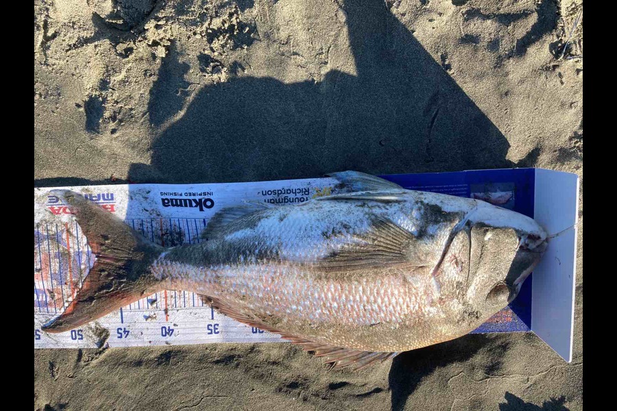 Viv Radich caught this 47.0cm Snapper at Foxton during The Export NZ Fishing Competition