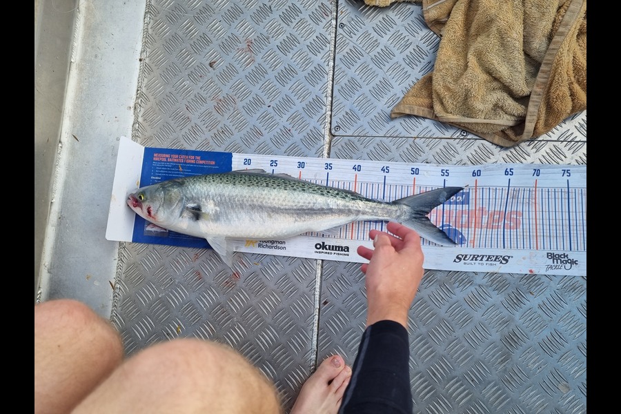 Smith Matthew caught this 52.0cm Kahawai at Firth of Thames during The Export NZ Fishing Competition