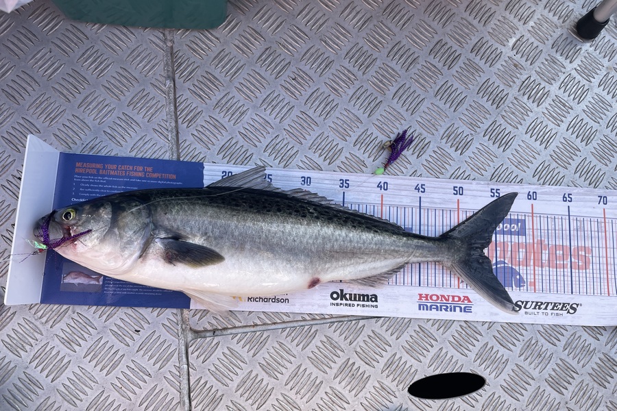 Andy Lamb caught this 53.0cm Kahawai at New Plymouth during The Export NZ Fishing Competition