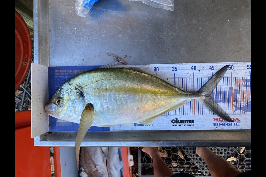 Kyle Hunt caught this 44.5cm Trevally at Wanganui during The Export NZ Fishing Competition