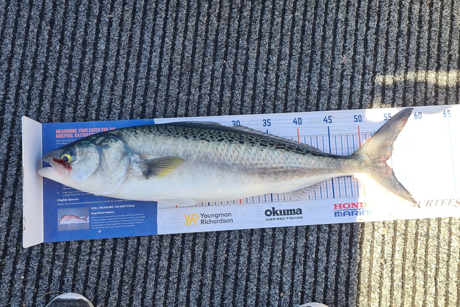 Jacqui Law caught this 54.0cm Kahawai at Wanganui during The Export NZ Fishing Competition
