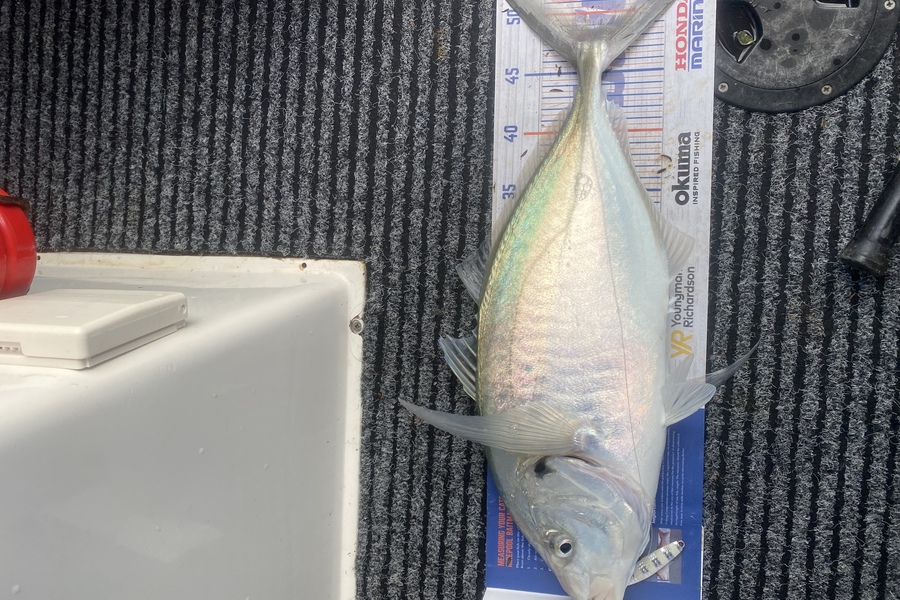 Rhys Honiss caught this 49.0cm Trevally at Great barrier island  during The Export NZ Fishing Competition