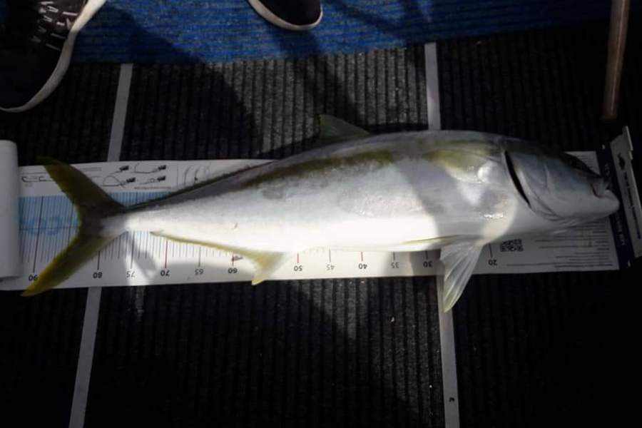 Colleen  Archer  caught this 83.5cm Kingfish at Tauranga  during The Export NZ Fishing Competition