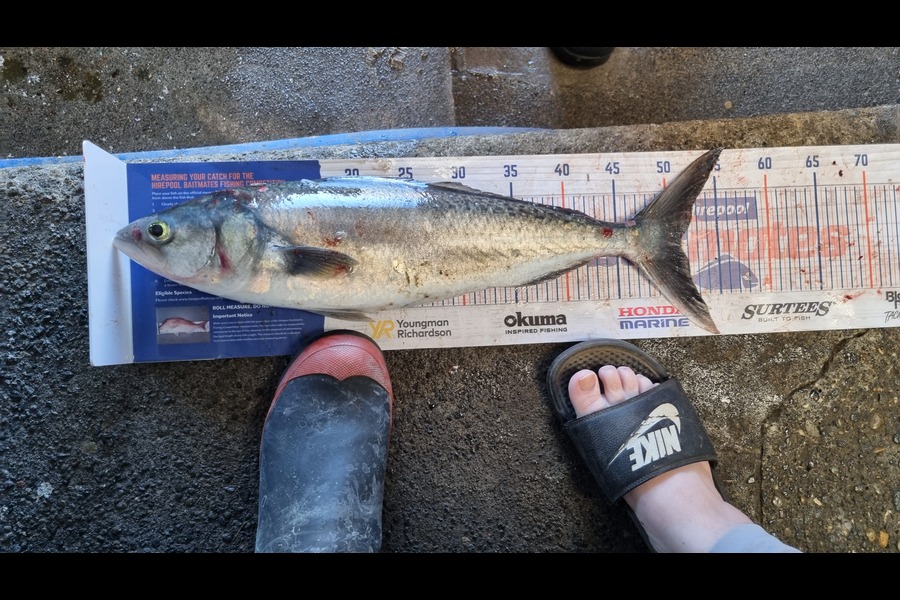 Stormy-leigh Robinson caught this 51.0cm Kahawai at Patea during The Export NZ Fishing Competition