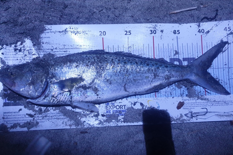 Andrew  Taylor  caught this 40.5cm Kahawai at Waihi Beach  during The Export NZ Fishing Competition