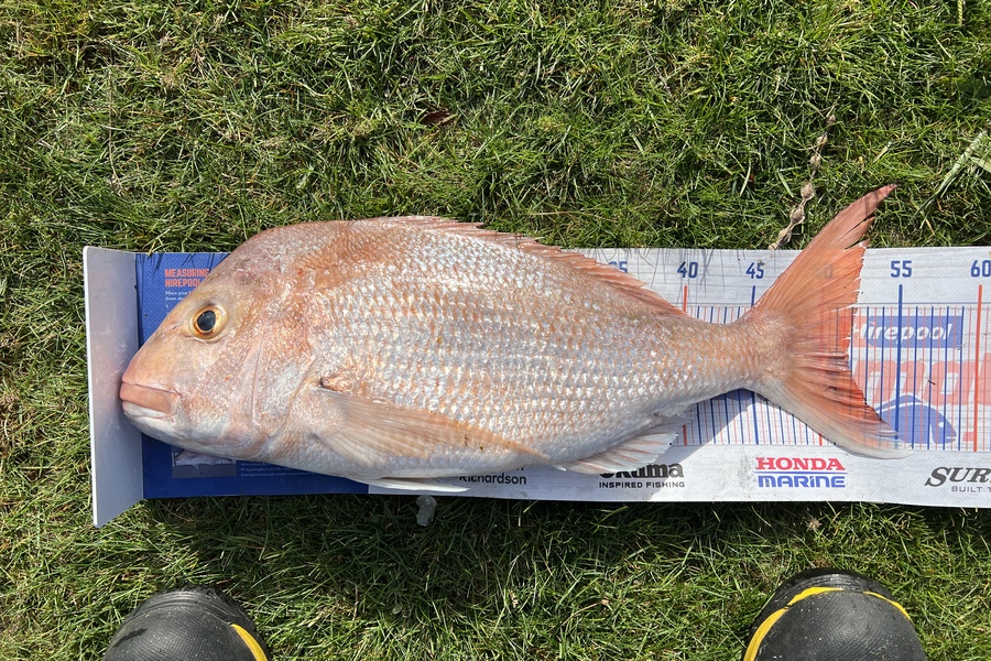 Geoffrey Collins caught this 51.5cm Snapper at Waikawau during The Export NZ Fishing Competition