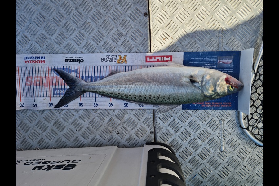 Damo Dalton caught this 53.0cm Kahawai at Hauraki Gulf during The Export NZ Fishing Competition