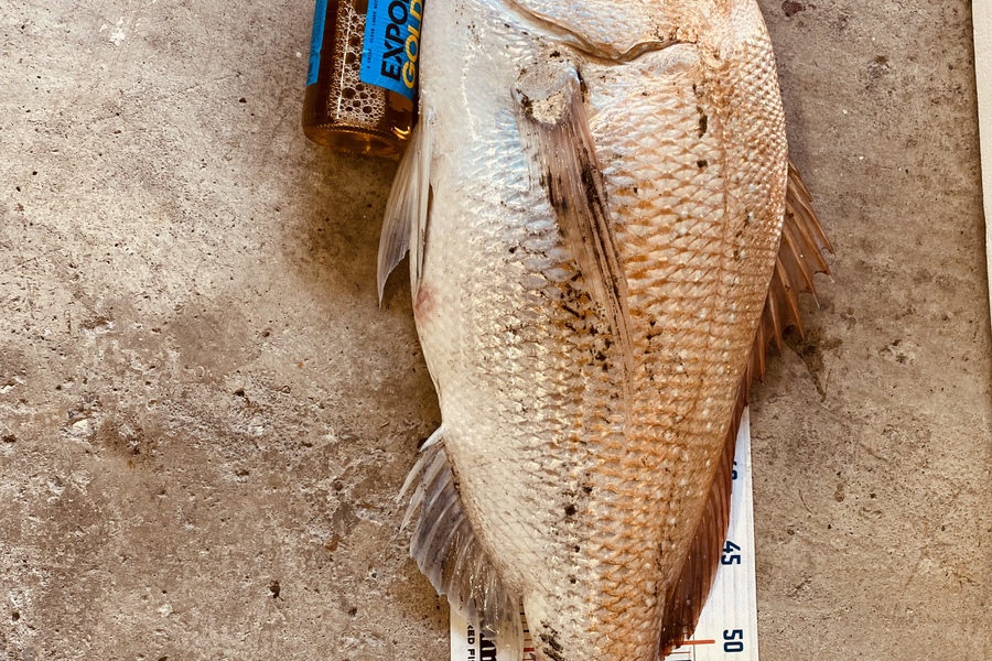 Eric Vasquez caught this 64.0cm Snapper at West coast  during The Export NZ Fishing Competition