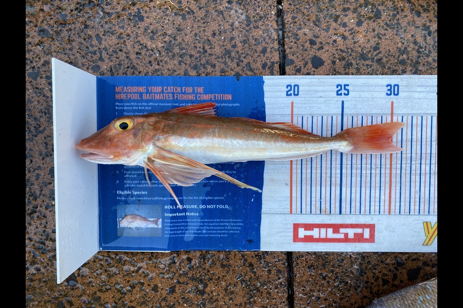 Shawn Beer caught this 30.0cm Gurnard at Pauanui  during The Export NZ Fishing Competition
