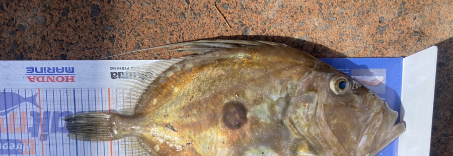 Shawn Beer caught this 46.0cm John Dory at Pauanui  during The Export NZ Fishing Competition