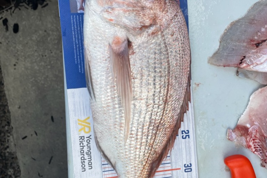 Shaun Owen caught this 38.0cm Snapper at Waiheke during The Export NZ Fishing Competition