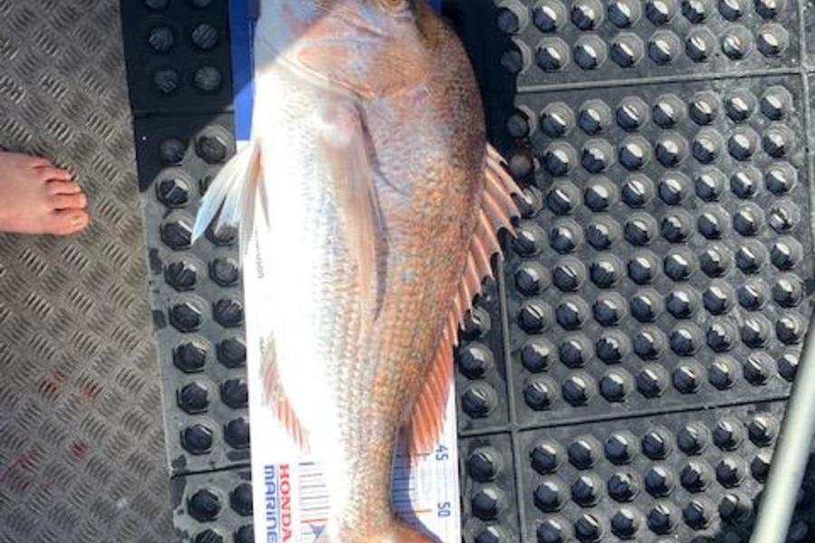 James Towers caught this 59.0cm Snapper at bay of islands during The Export NZ Fishing Competition