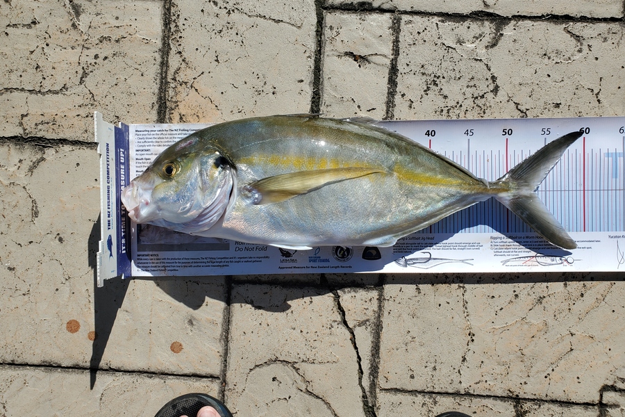 Darren Jones caught this 53.5cm Trevally at Tauranga Harbour during The Export NZ Fishing Competition
