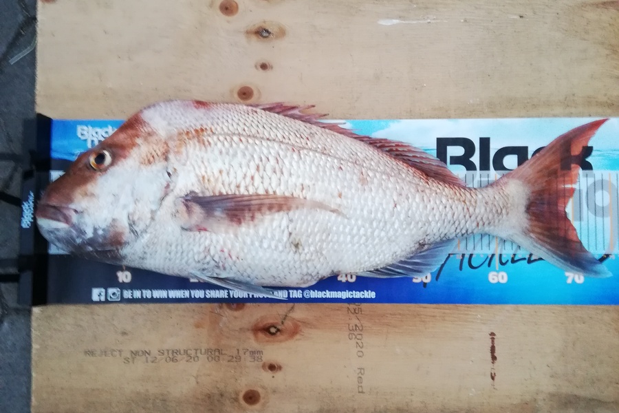 Mark  Cameron  caught this 69.0cm Snapper at Thames  during The Export NZ Fishing Competition