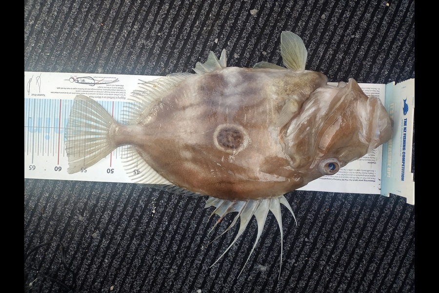 Trent Wales caught this 59.0cm John Dory at Westhaven during The Export NZ Fishing Competition