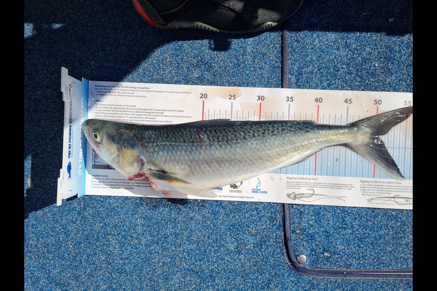 Cameron Chow caught this 50.0cm Kahawai at Tauranga Harbour  during The Export NZ Fishing Competition