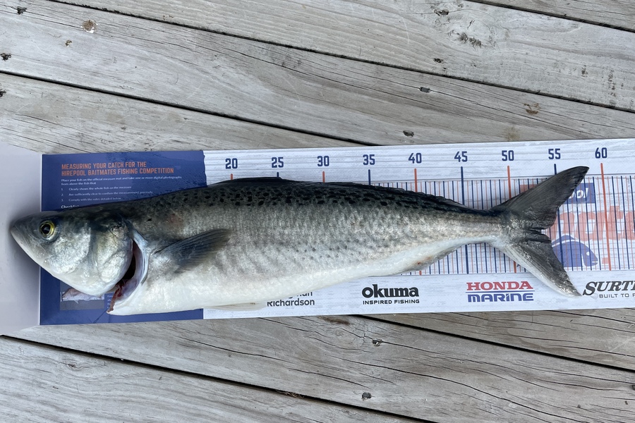 Tegan  Hollier caught this 53.0cm Kahawai at Hauraki gulf during The Export NZ Fishing Competition